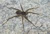 Pardosa sp.